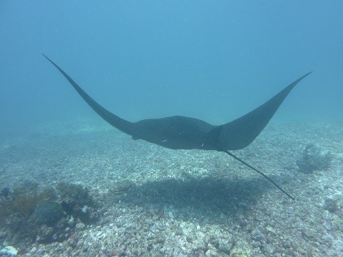 Manta rays on tour Komodo